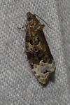 Apotomis capreana