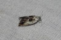 Ancylis laetana