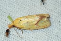 Agapeta hamana