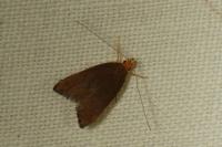 Eurodachtha pallicornella