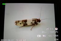 Enolmis acanthella