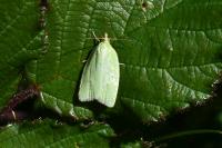Tortrix viridana