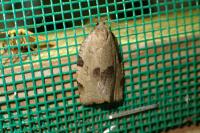 Lozotaenia forsterana