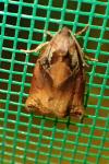 Archips podana