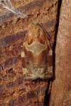 Archips xylosteana