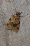 Epagoge grotiana