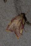 Carcina quercana