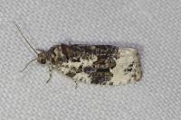 Apotomis turbidana