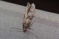 Blastobasis glandulella