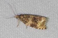 Celypha lacunana
