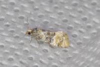 Cochylis nana