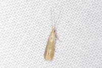 Coleophora