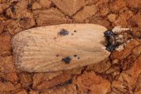 Agonopterix subpropinquella