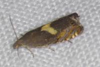 Dichrorampha petiverella