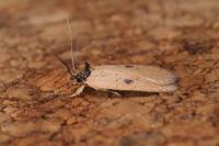 Agonopterix subpropinquella
