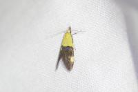Oecophora bractella