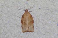 Pandemis cerasana