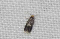Stigmella