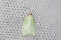 Tortrix viridana