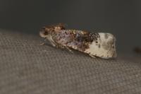 Hedya nubiferana