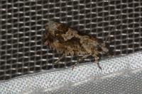 Zeiraphera isertana