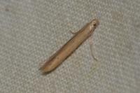 Batrachedra parvulipunctella