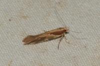 Pyroderces sarcogypsa
