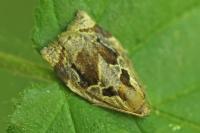 Archips crataegana