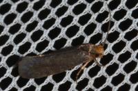 Cephimallota crassiflavella