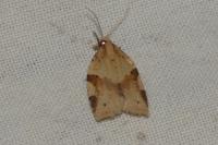 Clepsis spectrana