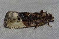 Hedya nubiferana