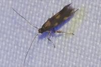 Euspilapteryx auroguttella
