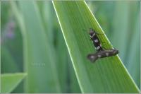 Scythris scopolella