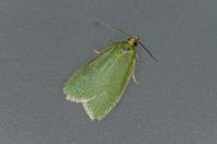 Tortrix viridana