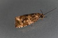Celypha lacunana