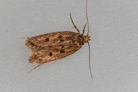 Hofmannophila pseudospretella