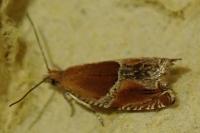 Ancylis obtusana