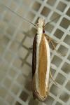 Dichomeris marginella