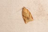 Clepsis consimilana