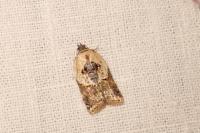 Acleris variegana