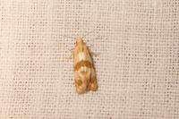 Phalonidia contractana
