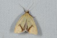 Agapeta hamana
