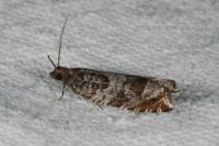 Ancylis achatana