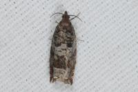 Ancylis achatana