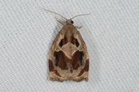 Archips crataegana