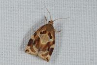 Archips xylosteana