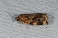 Archips xylosteana