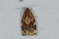 Archips xylosteana