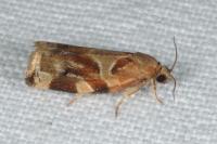 Archips xylosteana