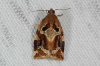 Archips xylosteana